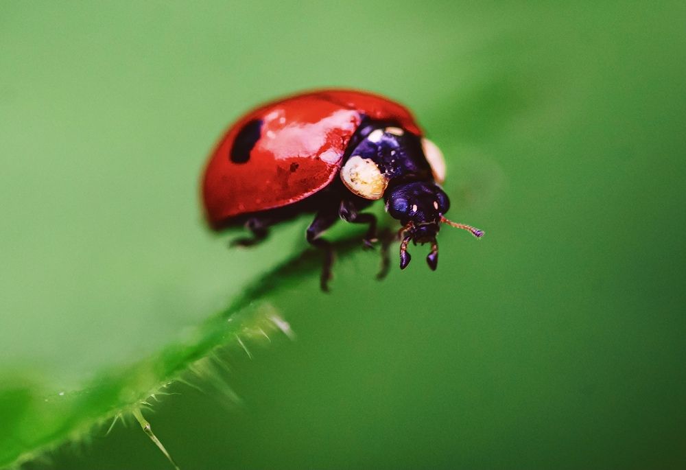 Фотография автора Ivanova Helena