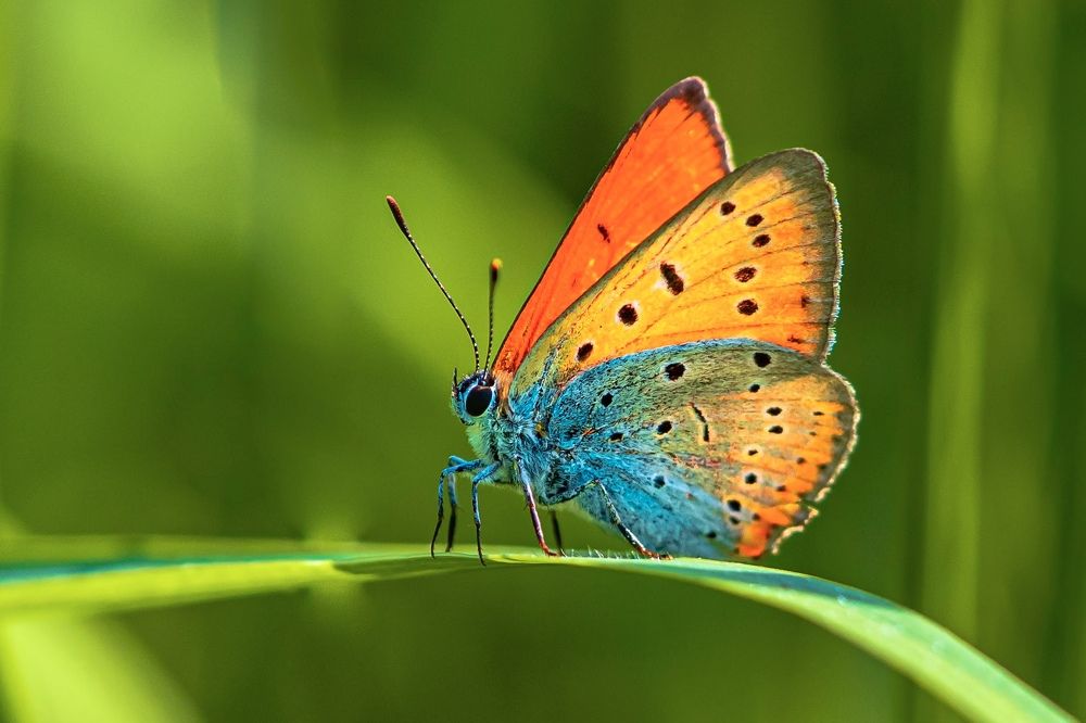 Фотография автора Helena Ivanova