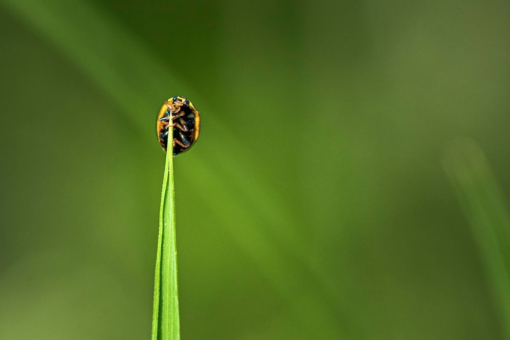 Фотография автора Helena Ivanova