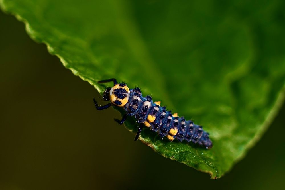 Фотография автора Helena Ivanova