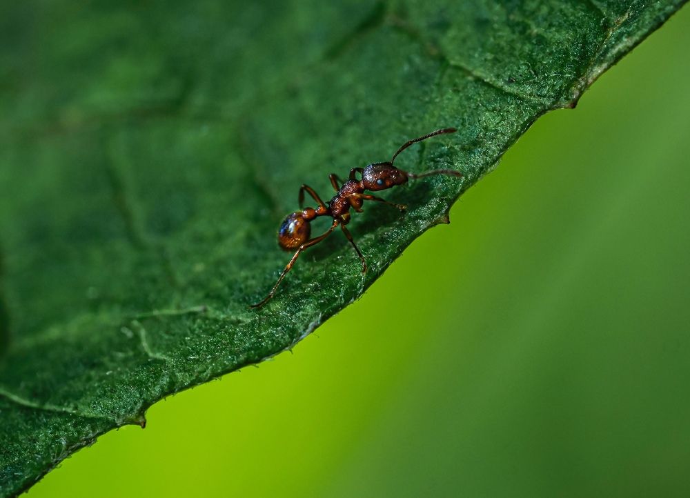 Фотография автора Helena Ivanova