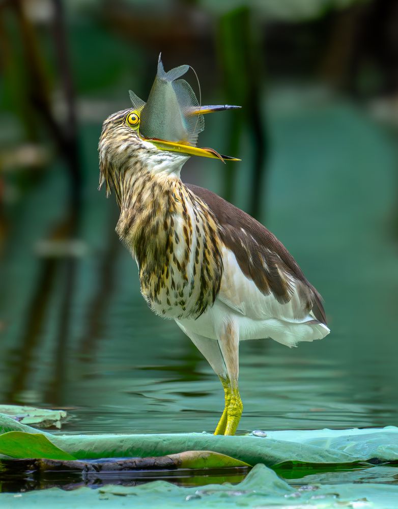 Photograph by Leo Ngo