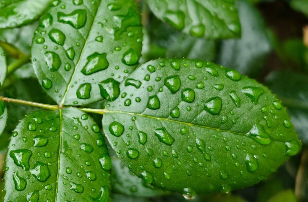 Photograph by Grădinaru Catalin