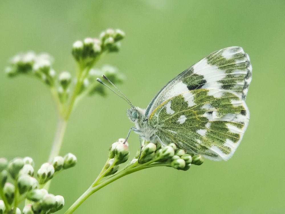 Photograph by Светлана Шибаршина
