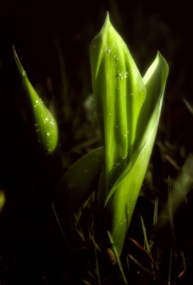 Photograph by Юлия Лушникова