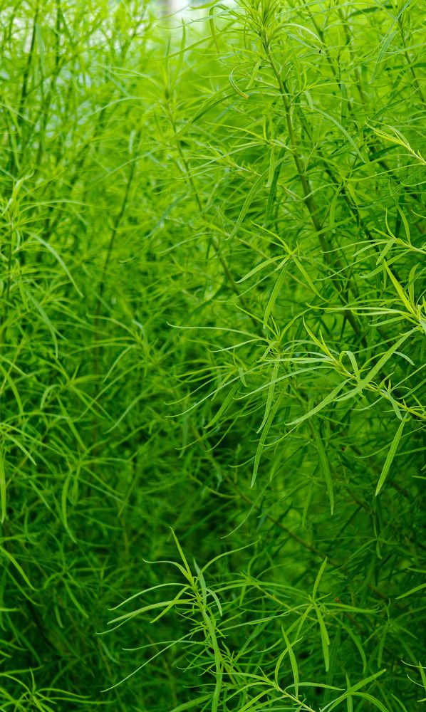 Photograph by Grădinaru Catalin