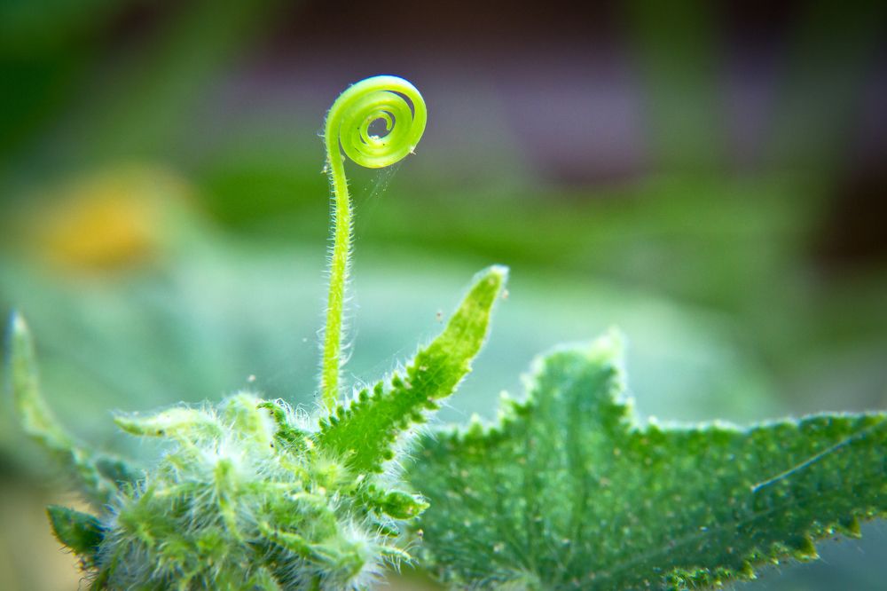 Фотография автора Юлия Кранина