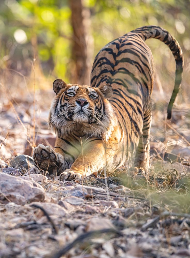 Photograph by Nitin Baste