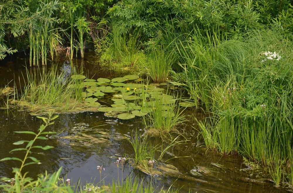 Photograph by Людмила Воропаева