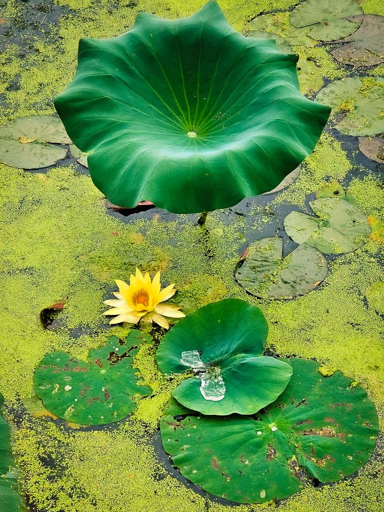 Photograph by Сергей Кесаев