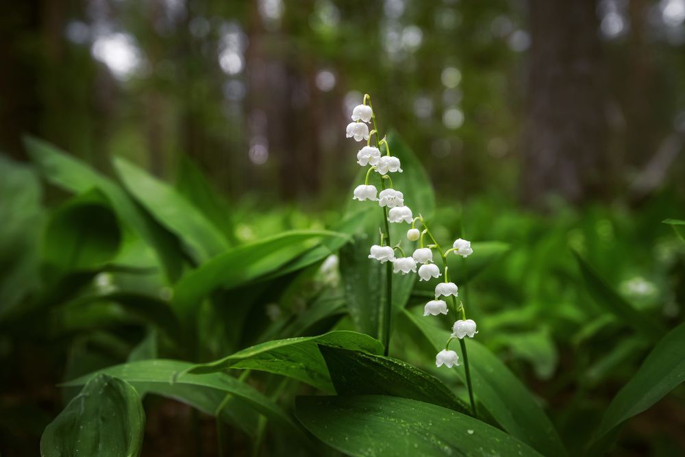 Photograph by Соколова Елена