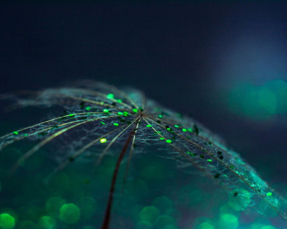 Photograph by Людмила Прибылова