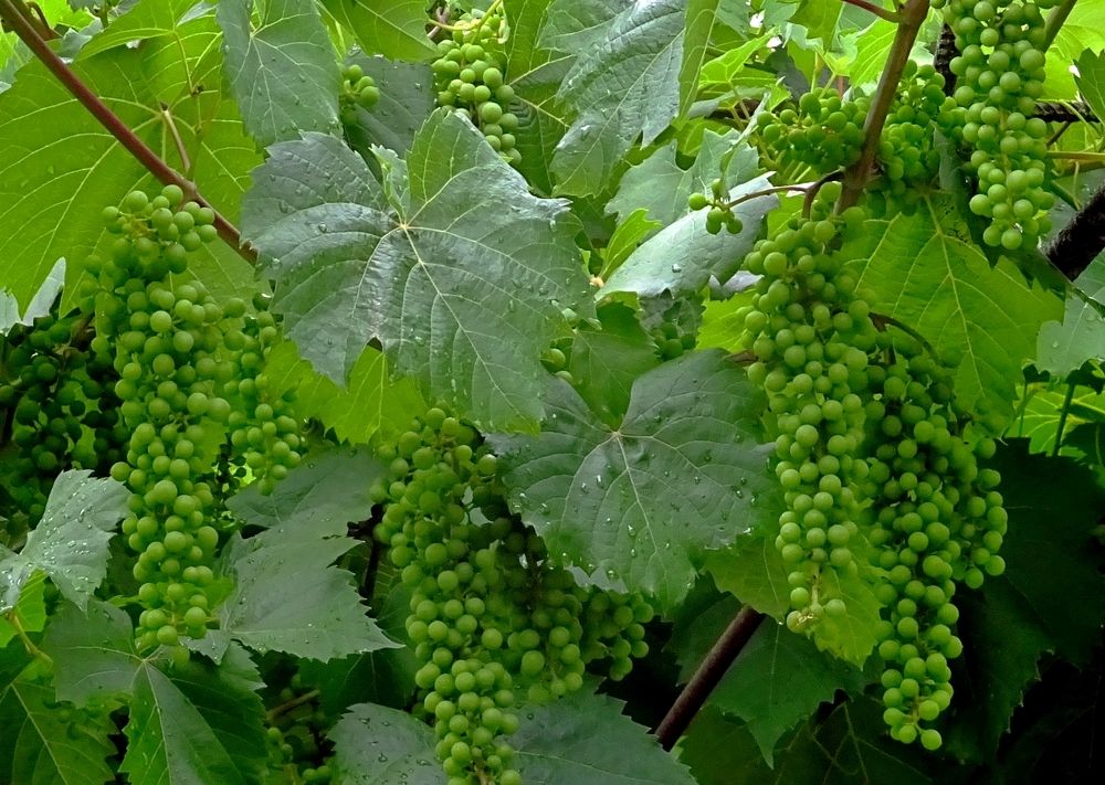 Пока ещё зелёный...