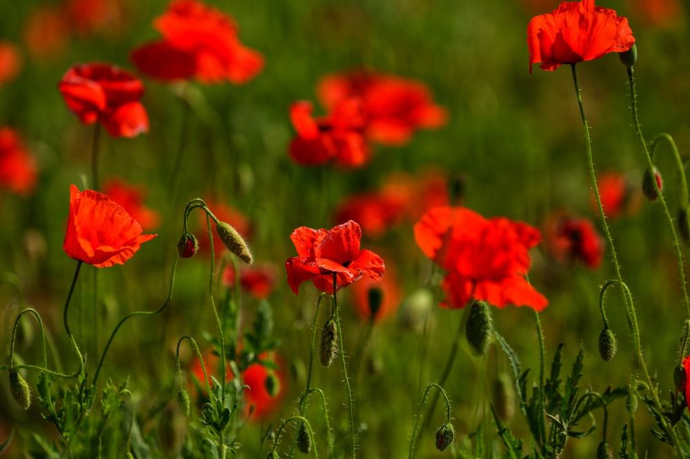 Photograph by Oksana Shchegolkova