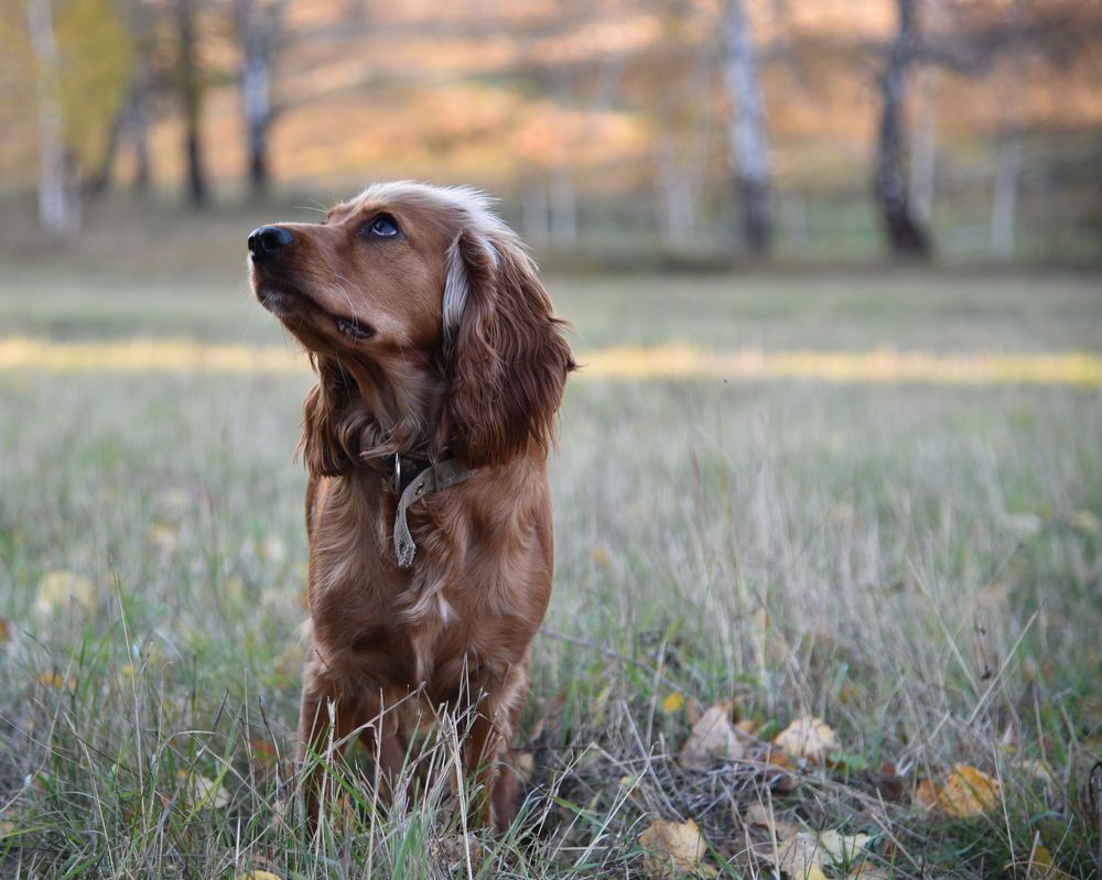 Photograph by Людмила Воропаева