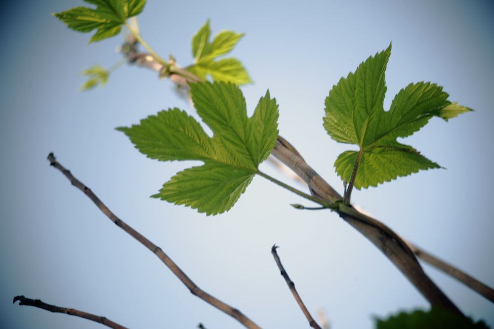 Photograph by Алексей Шевцов