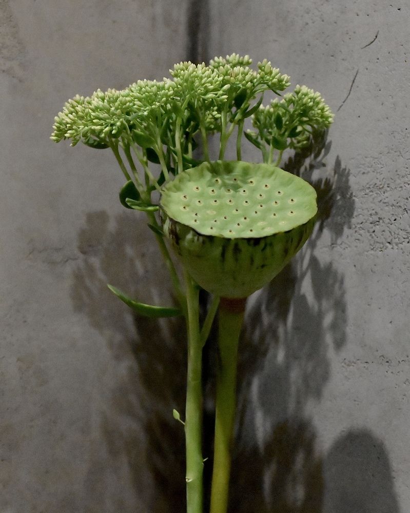 Photograph by Olga Brilevskaya