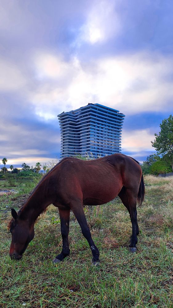 Photograph by Ehsan Fathi