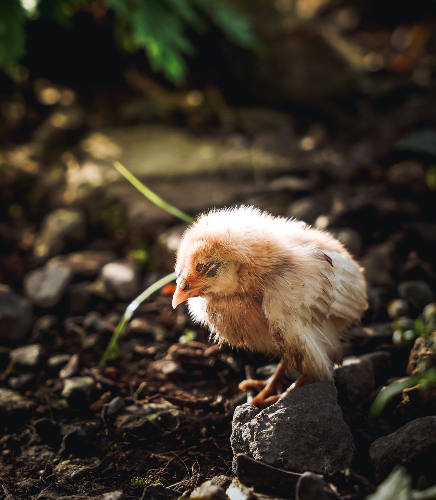 Photograph by thai tai Pham