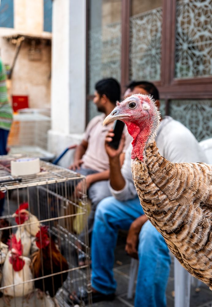 Photograph by SHAJI CHANDRAN