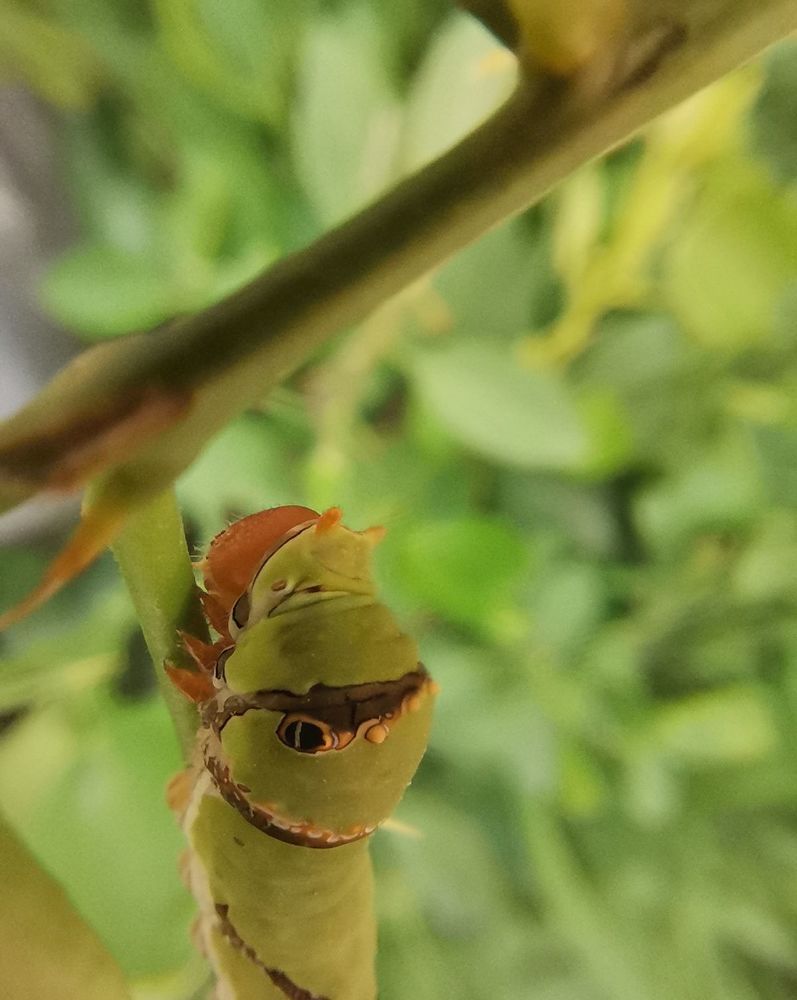 Photograph by Anil Yadav