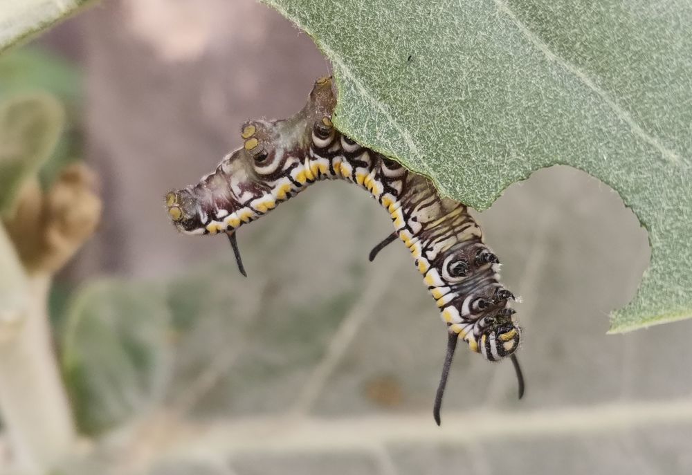 Photograph by Anil Yadav