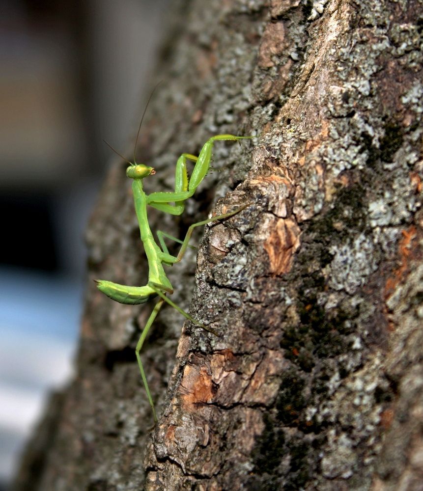 Photograph by Сергей Христинич