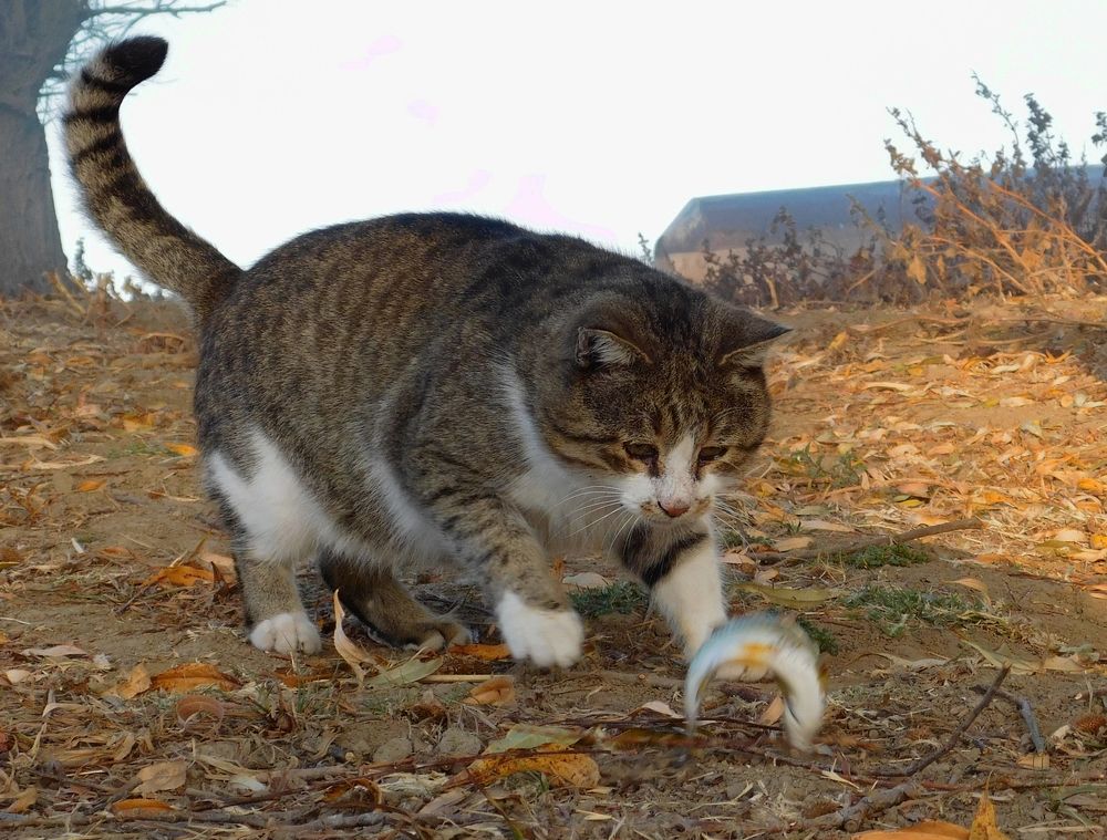 Поймай меня, если сможешь