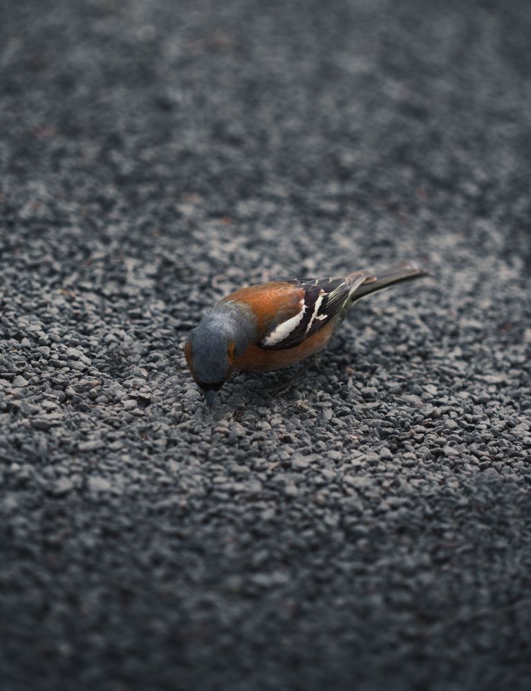 Photograph by Светлана Алексеева