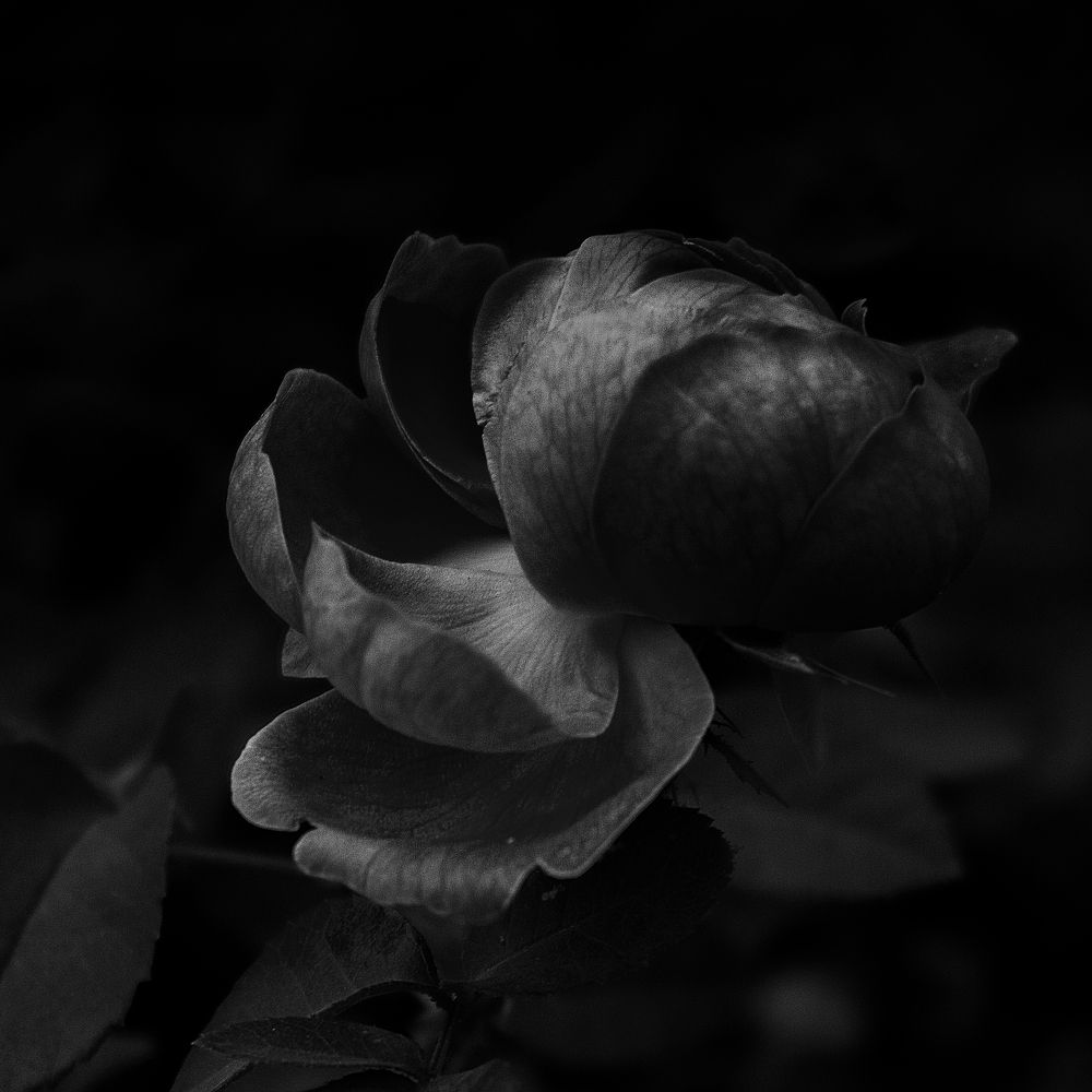 Photograph by Виталий Павлов