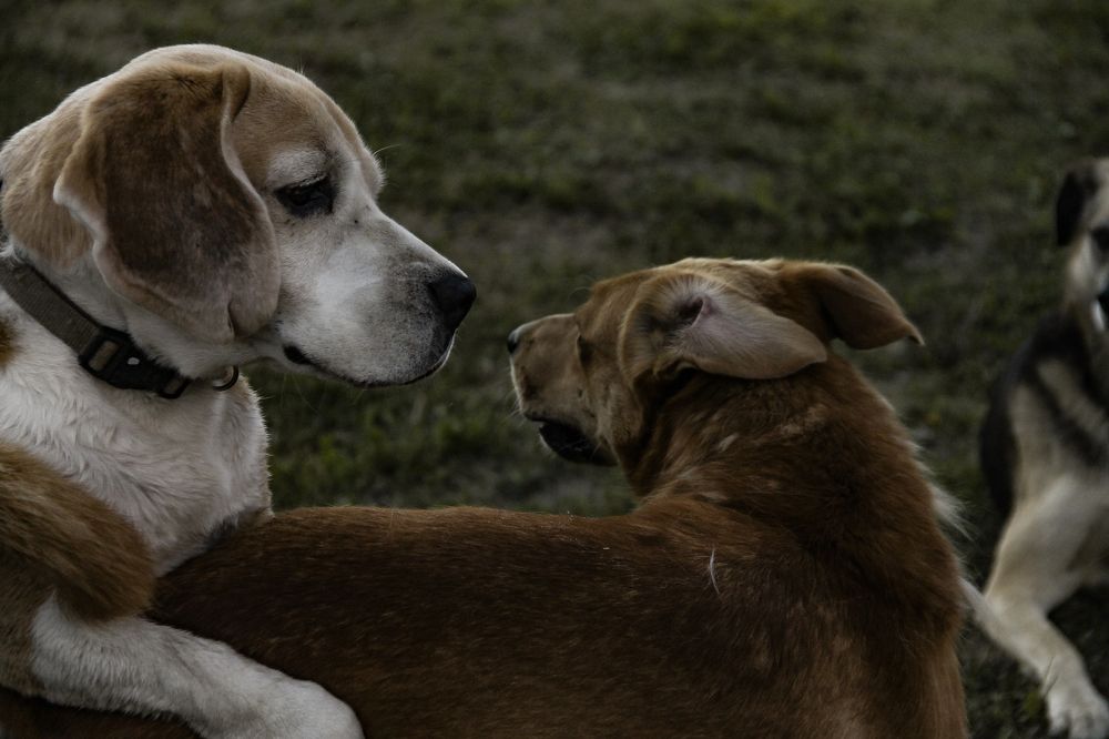 Photograph by Анастасия Псарёва