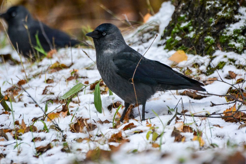 Photograph by Сергей Гуров