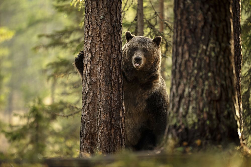 Photograph by Ernestas Balcikonis