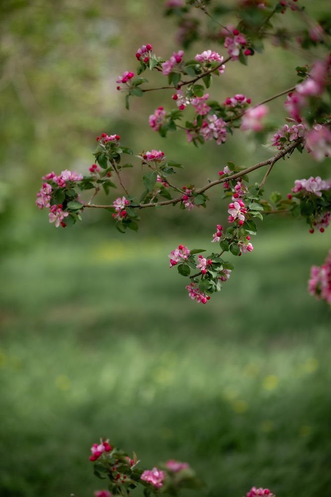Photograph by Марина Комина
