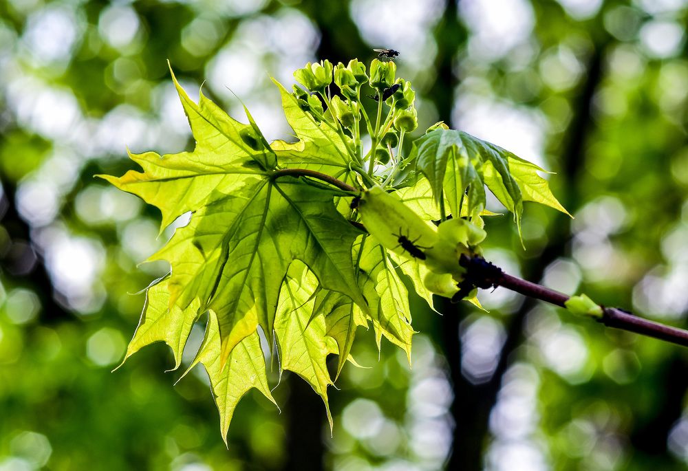 Photograph by Юлия Ковальчук