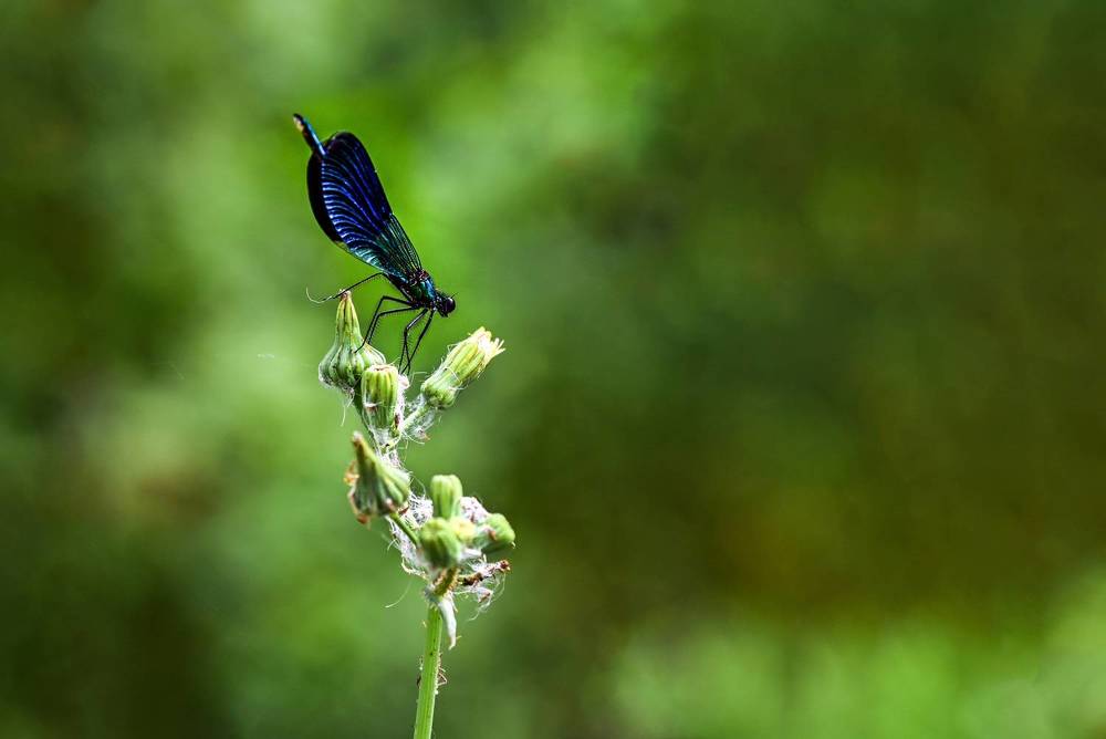 Photograph by Юлия Ковальчук