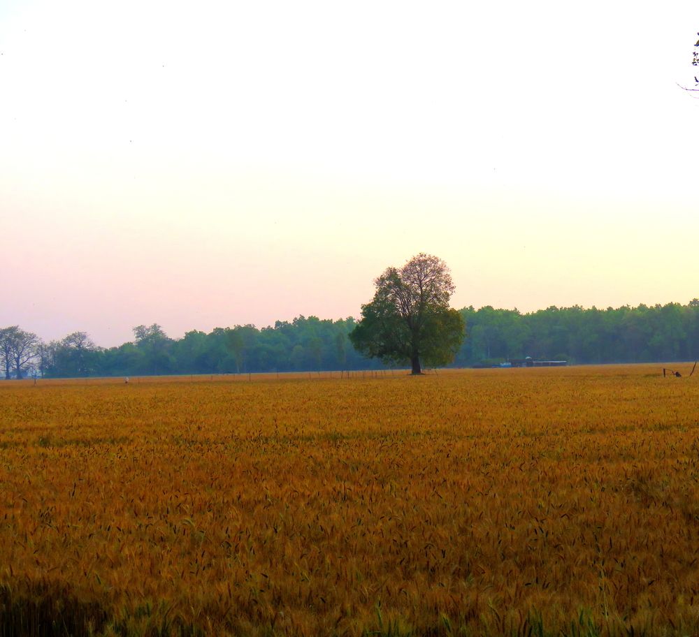 Photograph by APPLAUSE LOVER