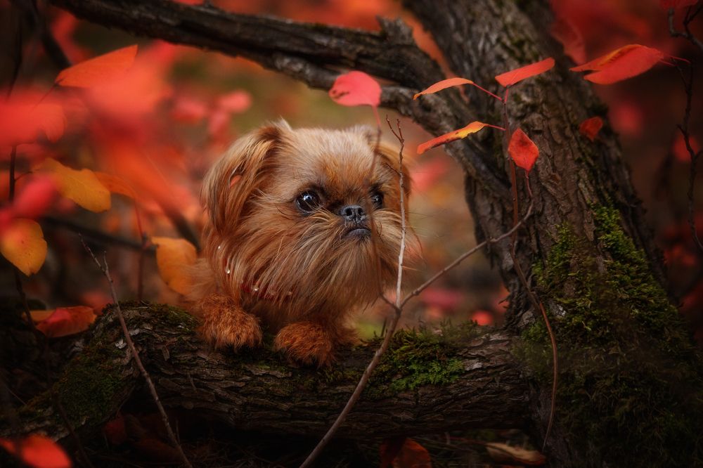 Photograph by Ирина Корх