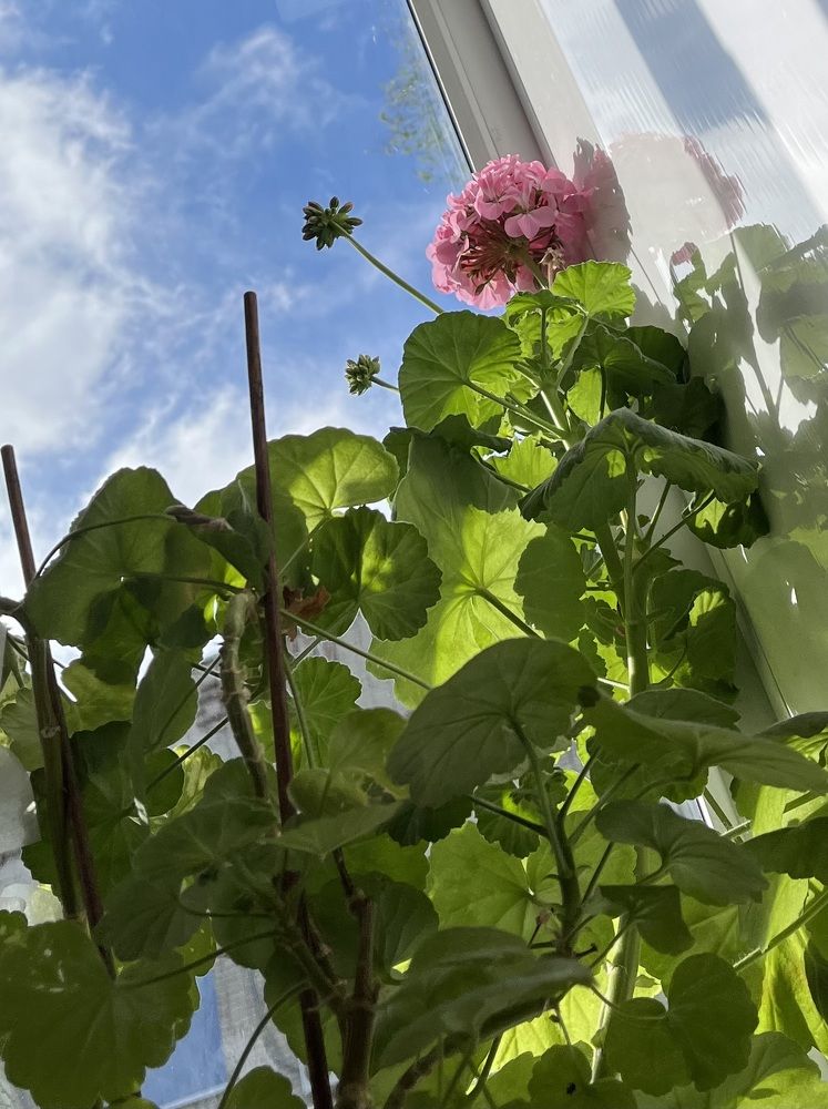 Photograph by Алина Мец