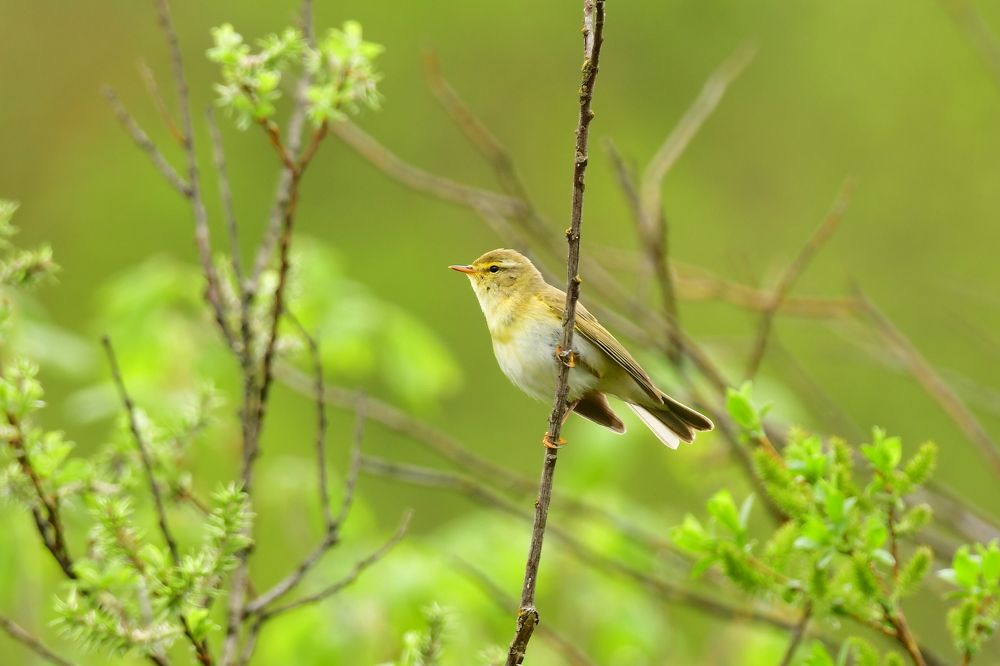 Photograph by Николай Абакумов