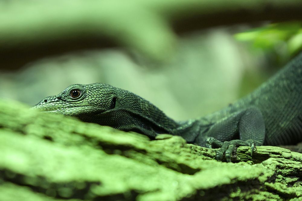 Игуана шипохвостая в Пражском зоопарке