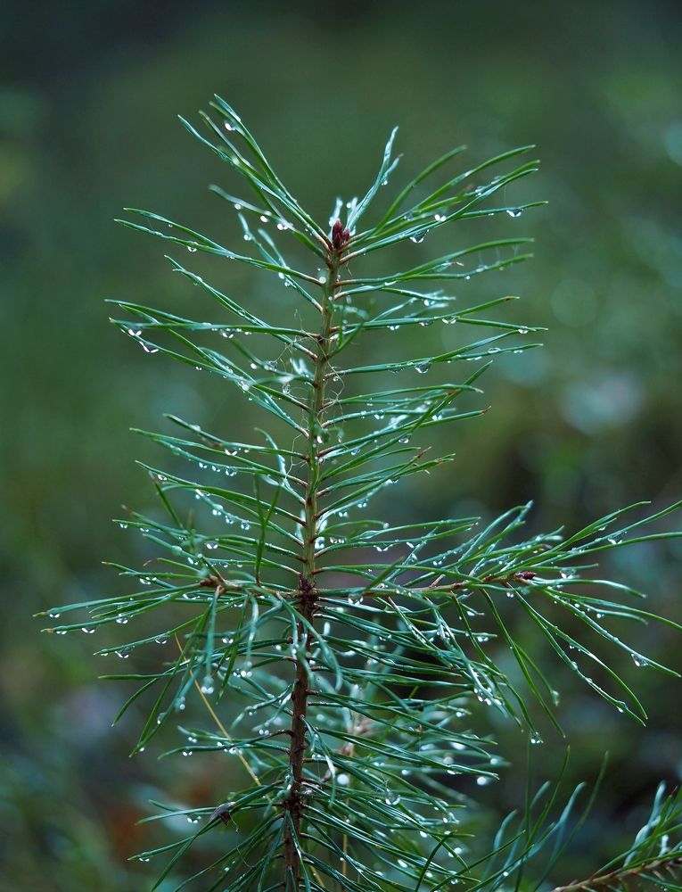 Photograph by Евгений Яковлев