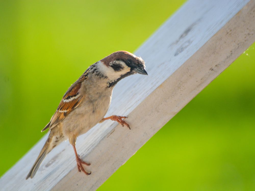 Photograph by Сергей Гуров