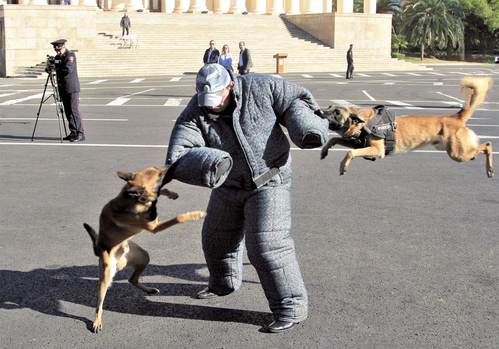 Собачья активность