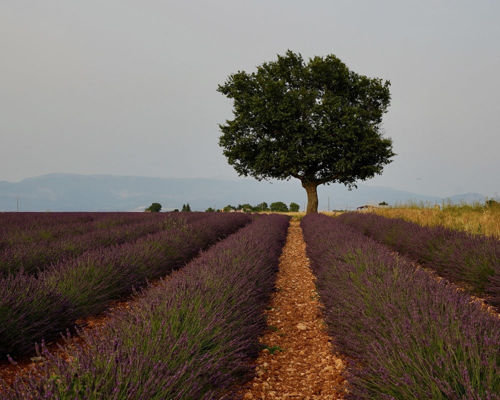 Photograph by Marina Odintsova