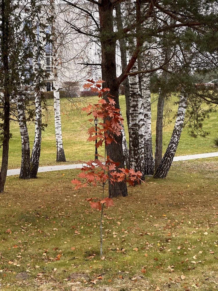 Photograph by Наумова Татьяна