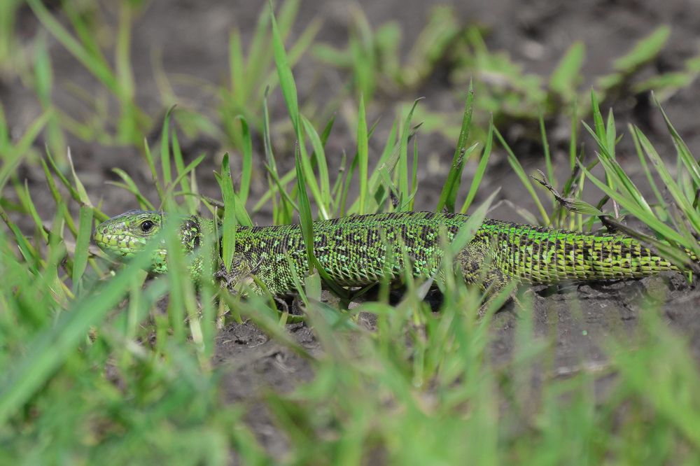 Фотография автора Григорий Борняков