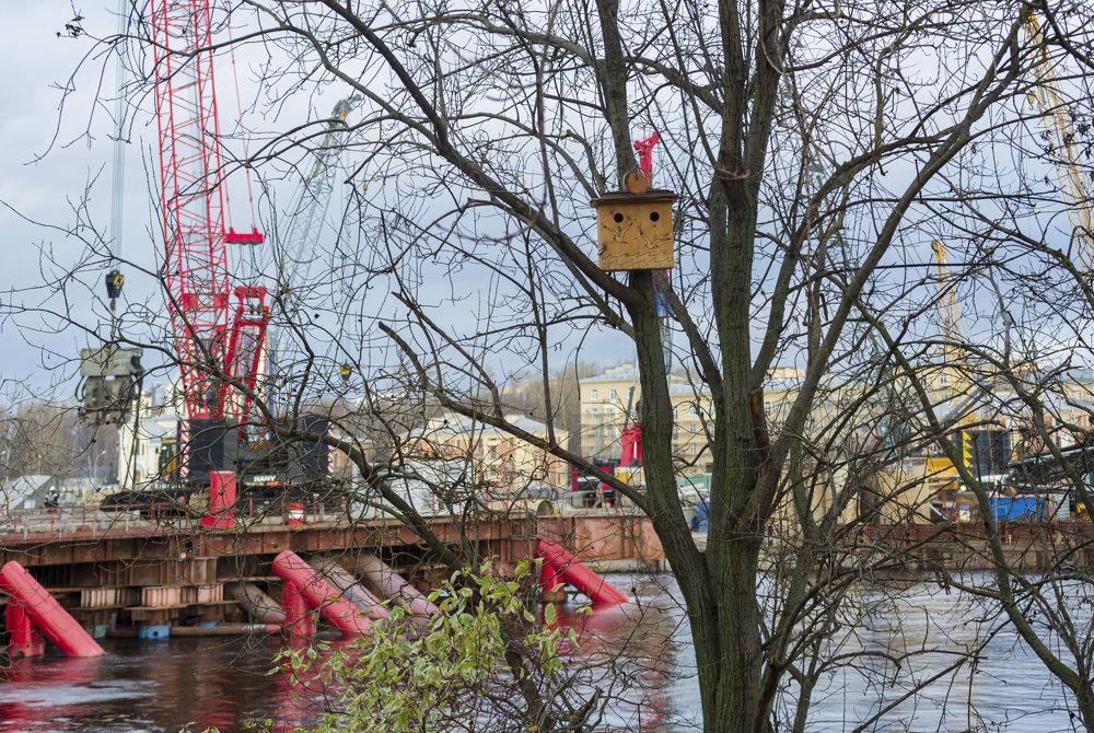Скворечник над Невой