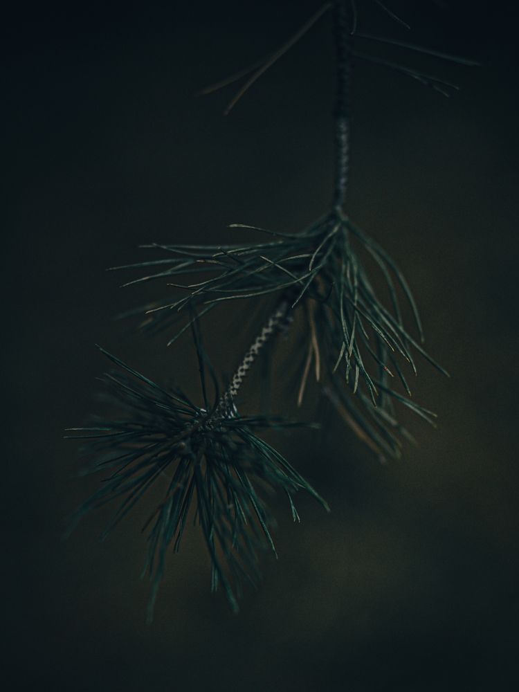 Фотография автора Елена Чиликина