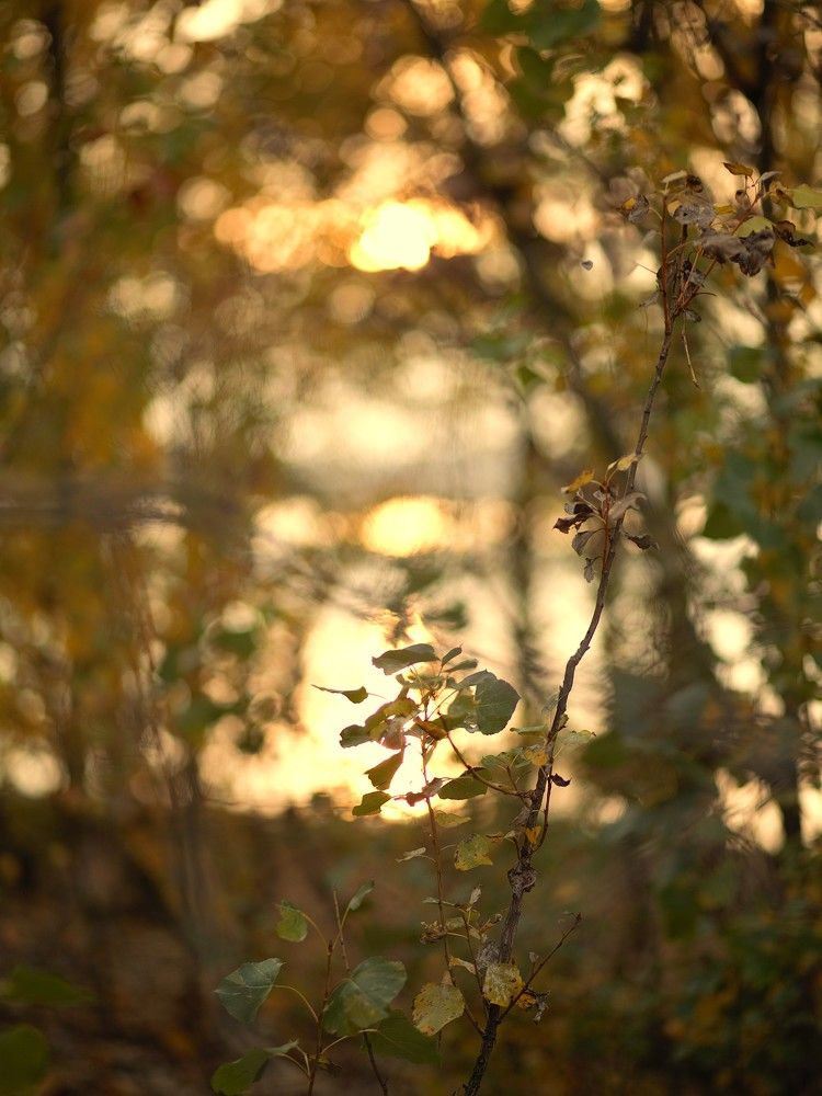 Фотография автора Елена Чиликина